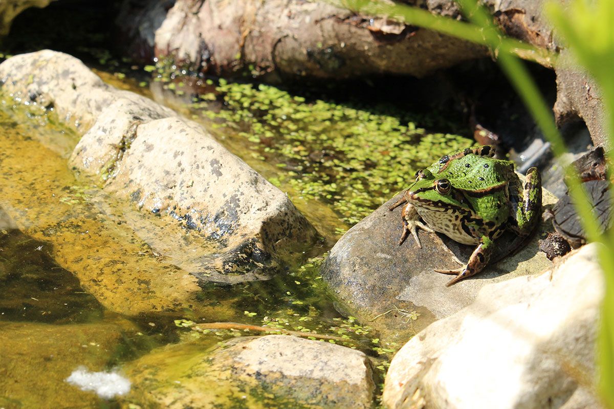 Ein Frosch an einem Teich
