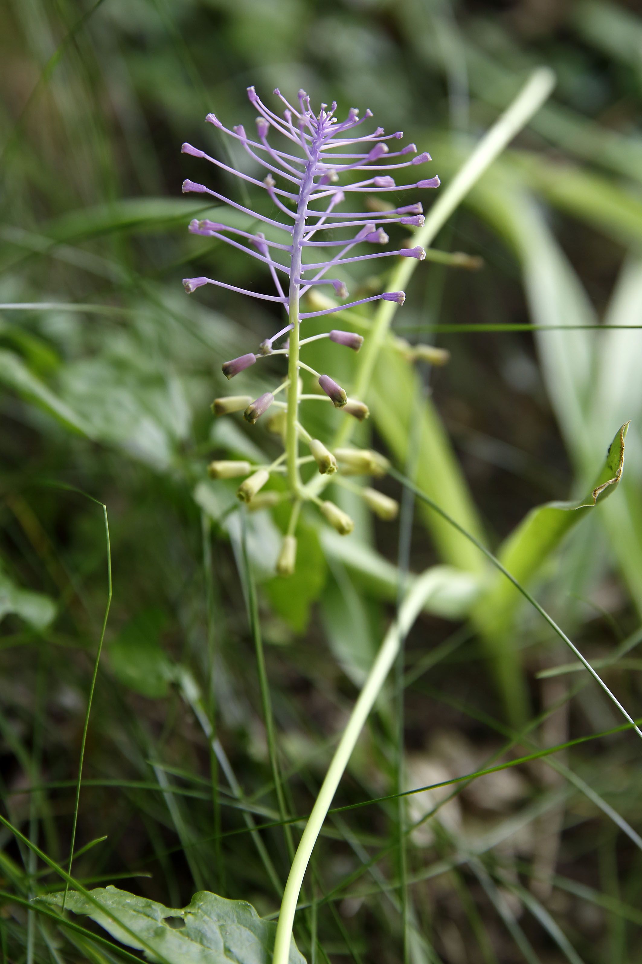 Schopfige Traubenhyazinthe – auch diese seltene Pflanze findet man im Naturschutzgebiet.