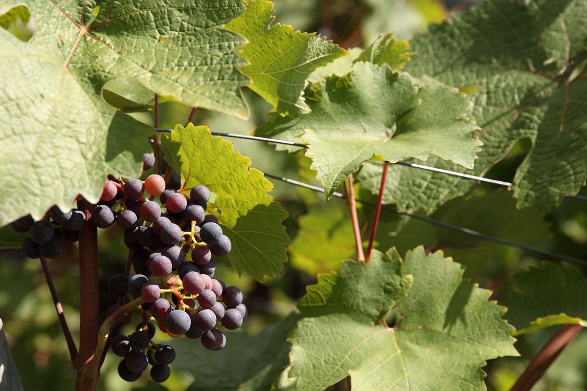 Fotografie: Weinrebe