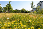 Fotografie - Wiesenpark