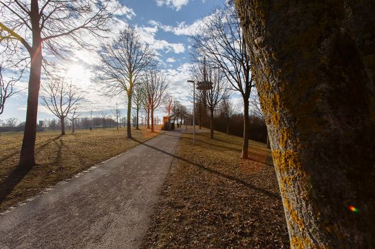 Fotografie - Bäume gegen blauen Himmer