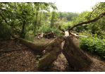 Fotografie: Verwilderte Ansicht eines umgestürzten Baums und abgebrochenen Ästen © Bilddokumentation Stadt Regensburg