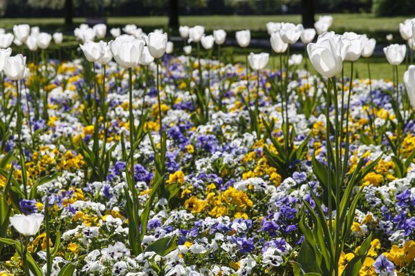 Fotografie: Bunte Blumenbeete