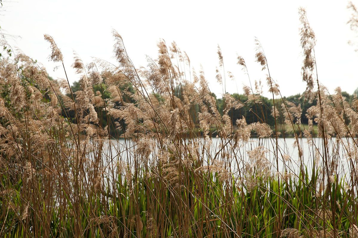 Fotografie - Gräser am See