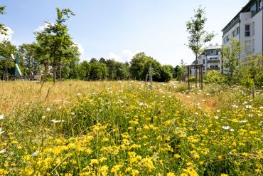Fotografie: Gelbe Blumenwiese