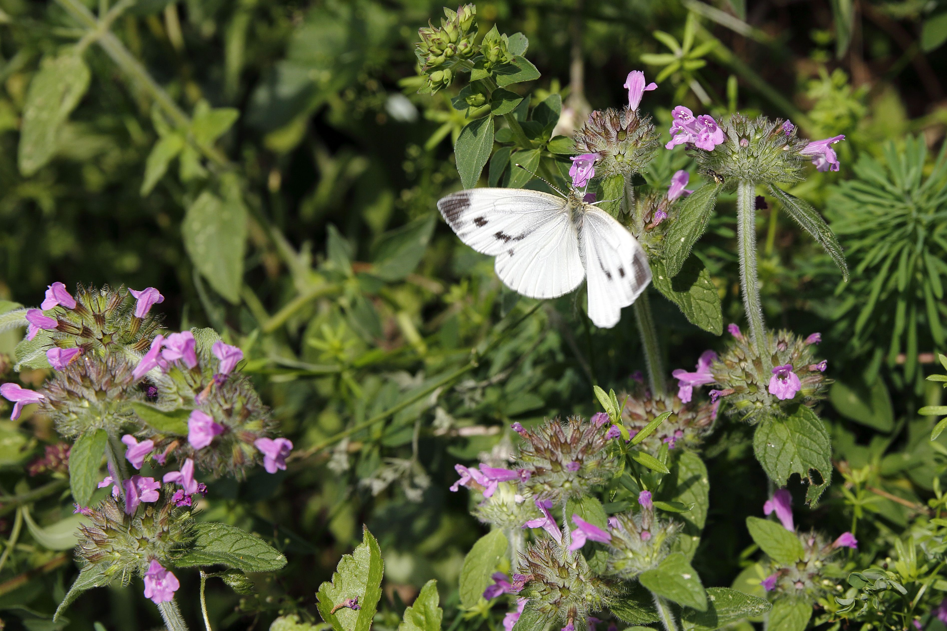 Den unterschiedlichsten Insekten bietet die Blumenwiese eine Heimat.