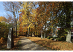 Fotografie: Allee im Herbst