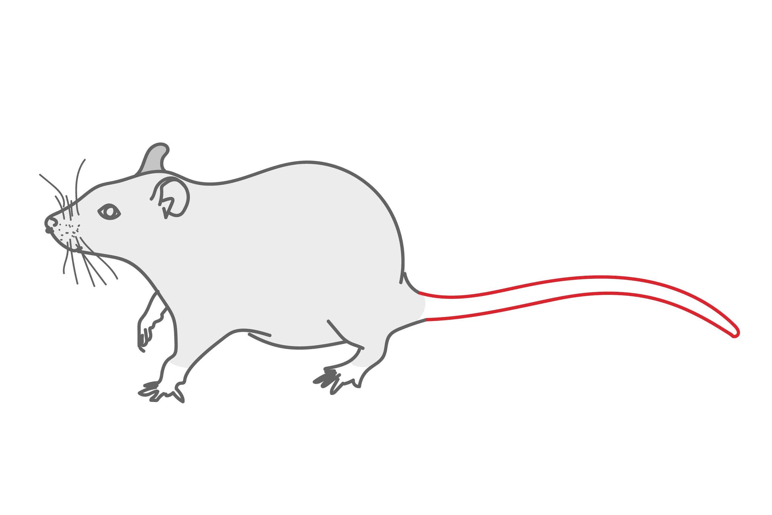Grafik: Ratte