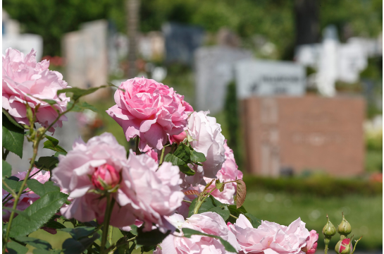 Bürgerzentrum - Friedhof