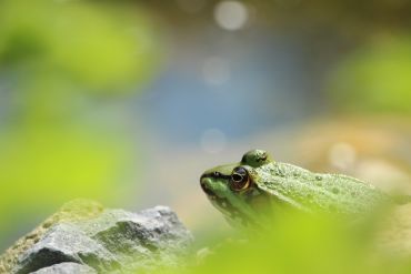Fotografie - Frosch