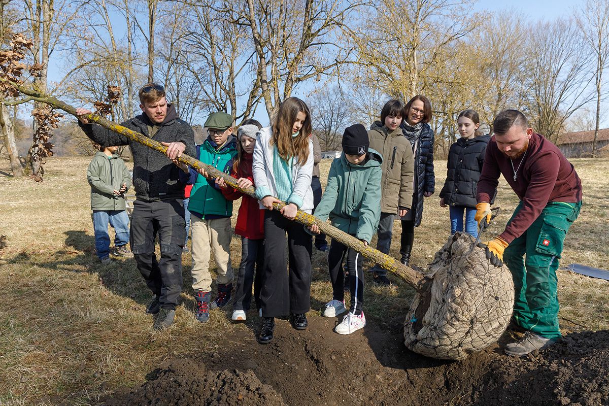 Fotografie - Oberbürgermeisterin Gertrud Maltz-Schwarzfischer, Kinder aus dem Kinderbeirat und Mitarbeiter des Gartenamtes beim Aufstellen des Baums