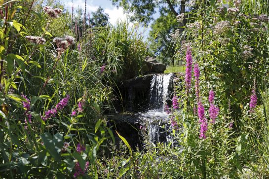 Natur pur mitten in Regensburg