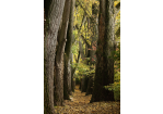 Fotografie - Weg durch Pappel-Allee mit buntem Herbstlaub