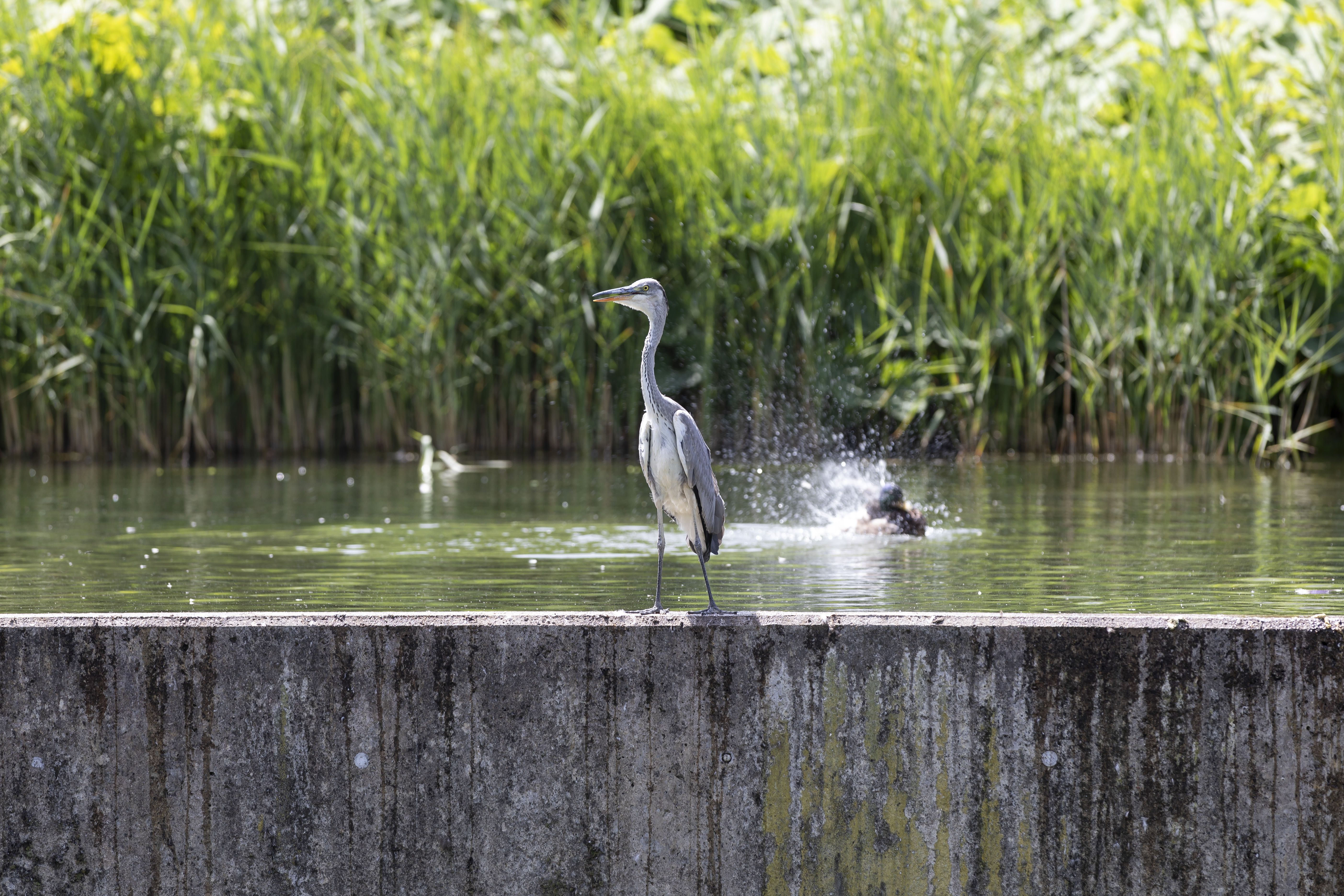 Fotografie: Ein Wasservogel am Rand eines Beckens
