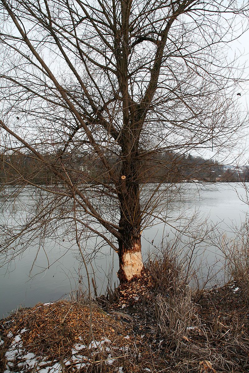 Biber - Angenagter Baum