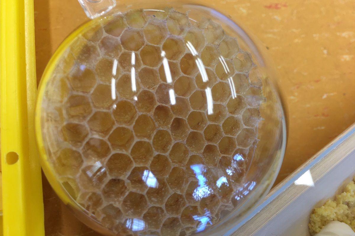 Vorschaubild Bienenkoffer