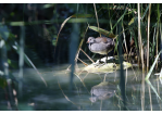 Der Bachlauf bietet Wasservögeln ideale Lebensbedingungen.