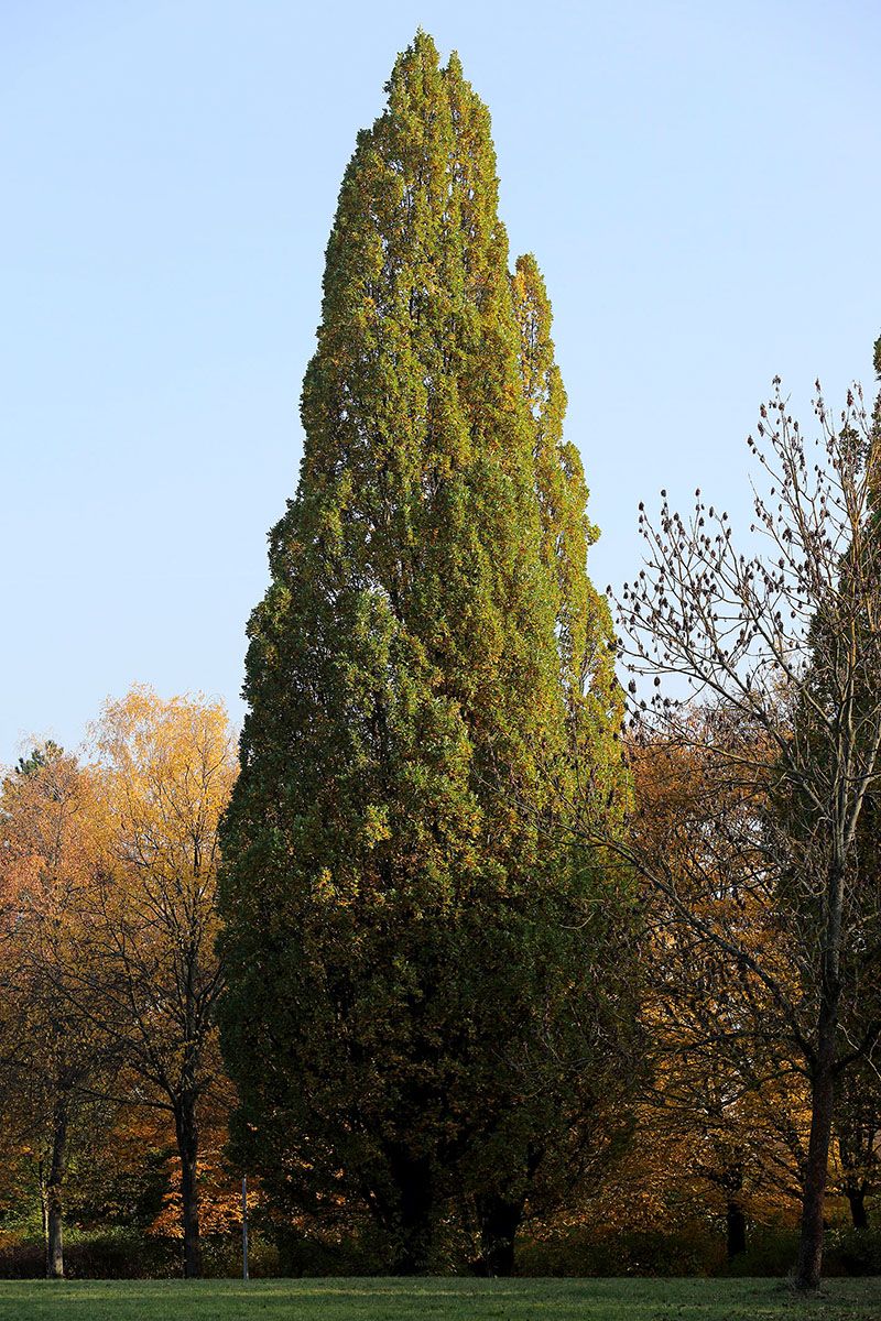 Fotografie - großer Baum im Albert-Schweitzer-Park