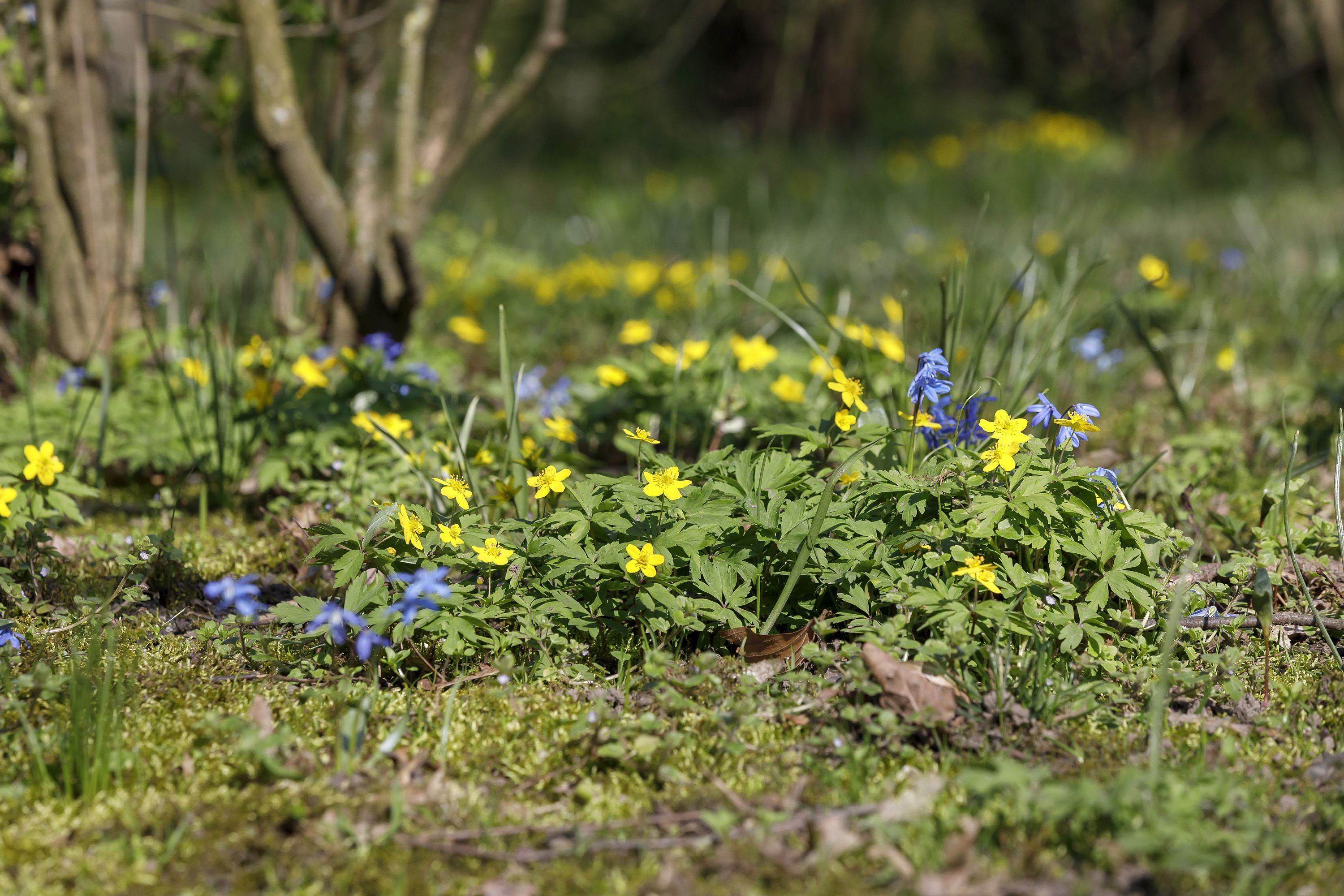 Fotografie: Gelbe und blaue Blumen