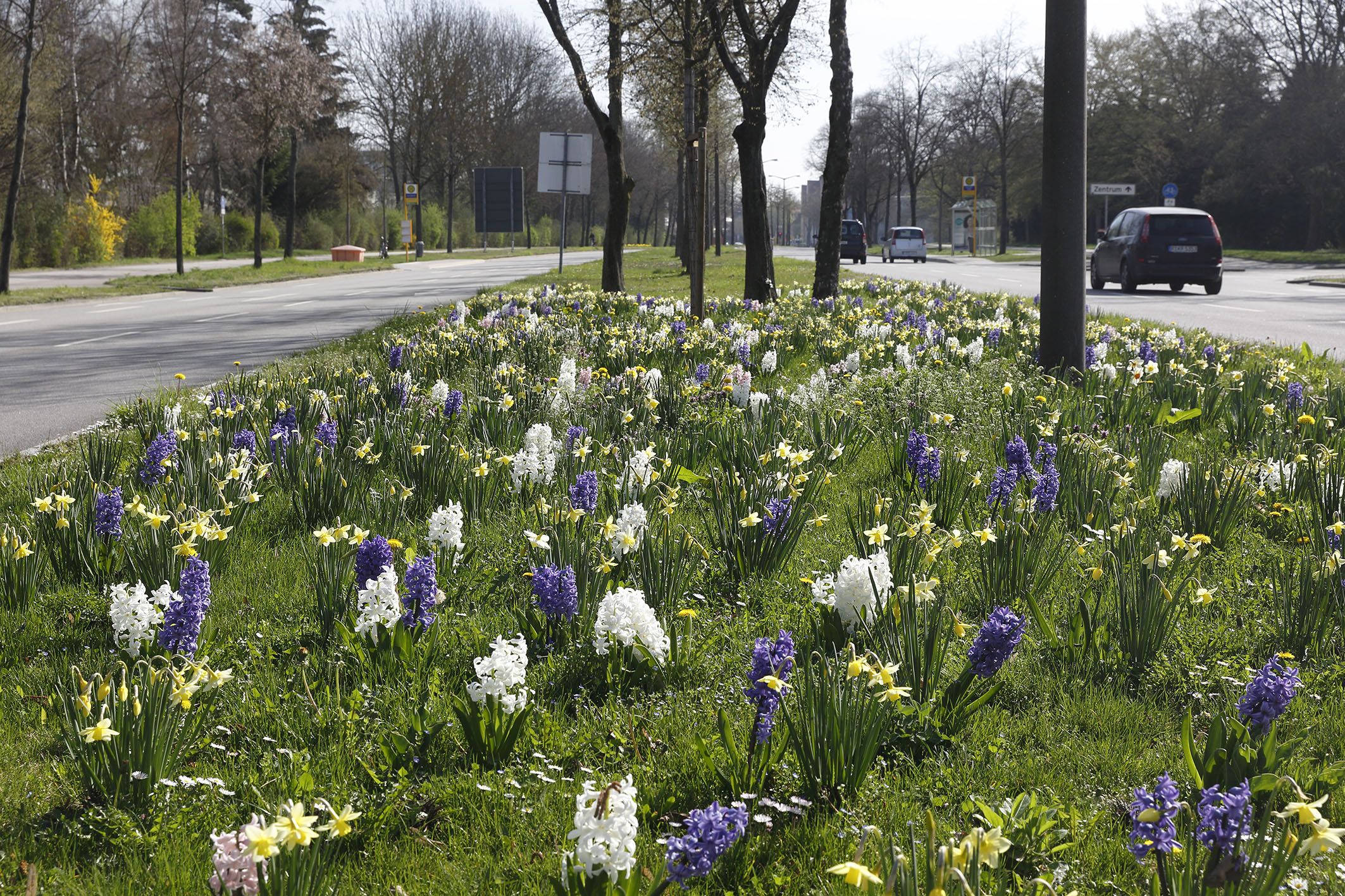 Neben der Straße blüht es auf - lila und weiße Blumen