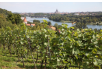 Fotografie - Weinreben mit Blick über die Regensburger Altstadt