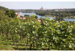 Fotografie - Weinreben mit Blick über die Regensburger Altstadt (C) Bilddokumentation Stadt Regensburg