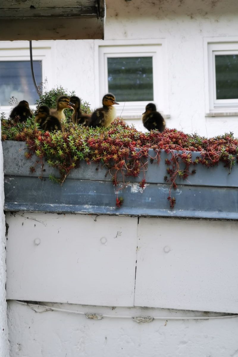 April 2020: Flauschiger Nachwuchs im Gartenamt: Das begrünte Dach des Gartenamtes erweist sich alle Jahre wieder als perfekter Nistplatz für unsere süße Entenfamilie – mit hervorragender Aussicht und vor allem natürlich: sicher!