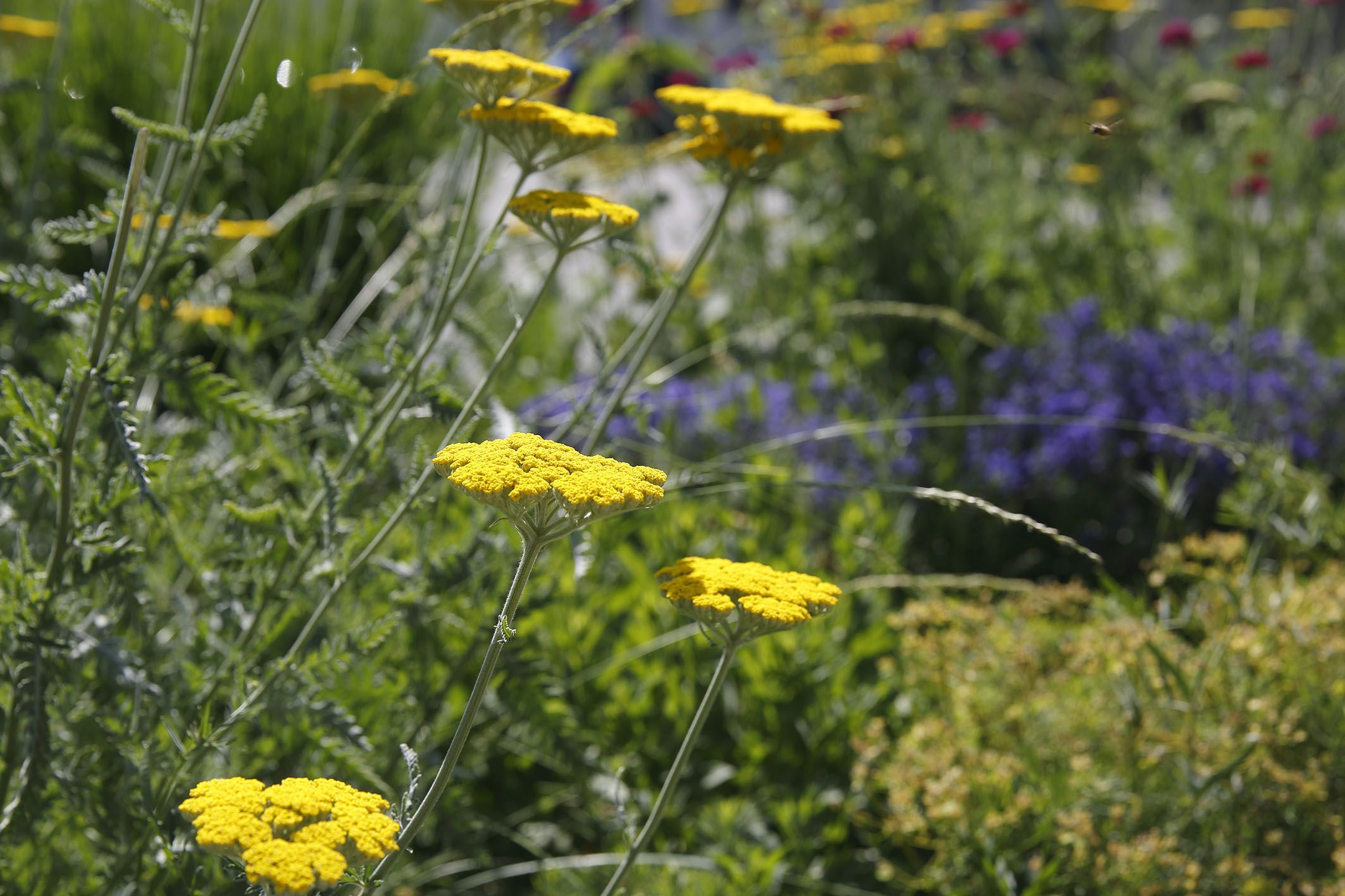 Neben der Straße blüht es auf - gelbe Blumen