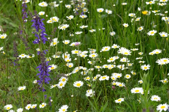 100 Hektar der insgesamt 800 Hektar an Grünflächen, die das Gartenamt betreut, nehmen Blumenwiesen ein.