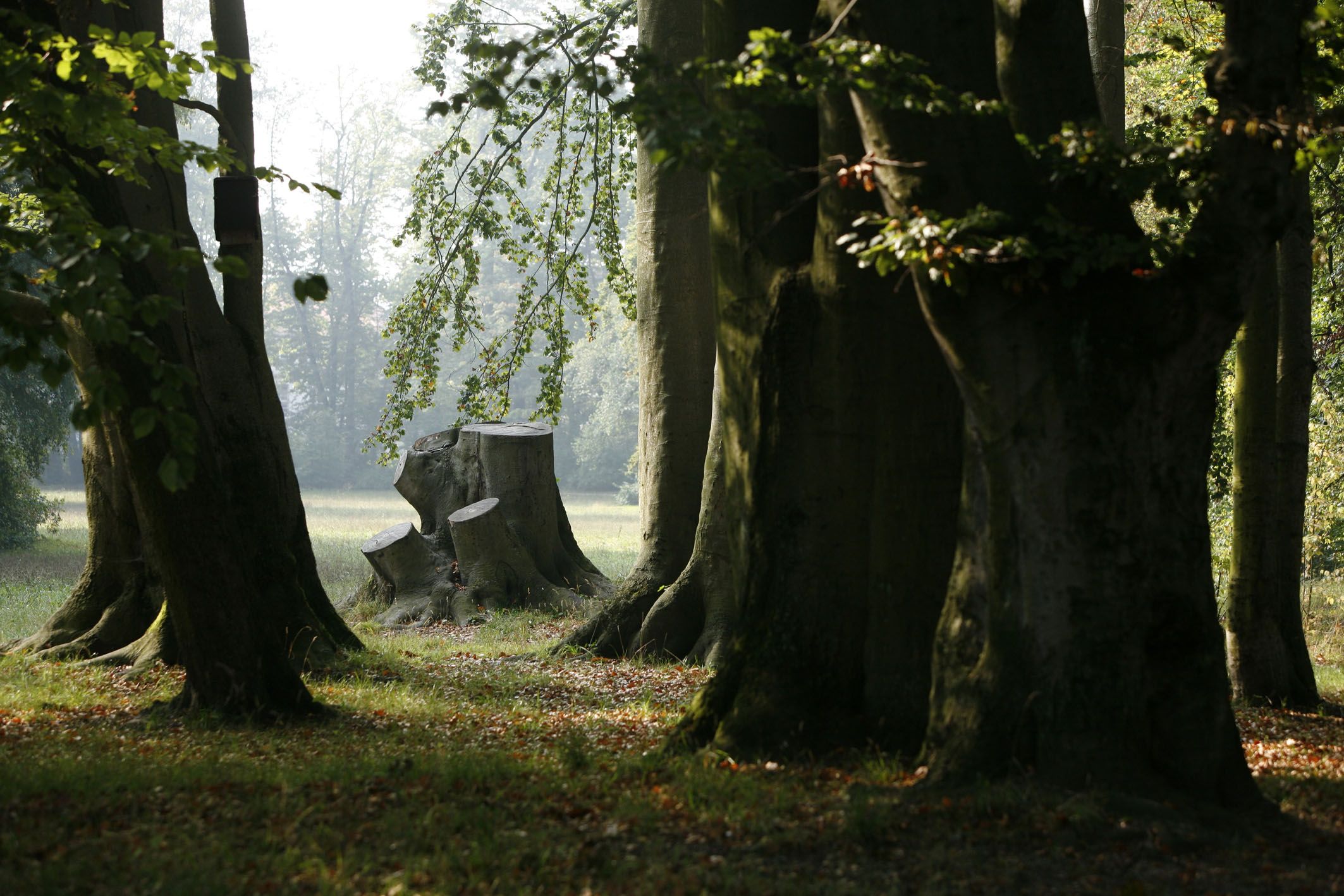 Der Dörnbergpark – ein englischer Landschaftsgarten im Wandel