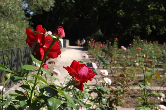 Fotografie - Rosengarten © Bilddokumentation Stadt Regensburg