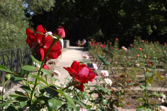 Fotografie - Rosengarten