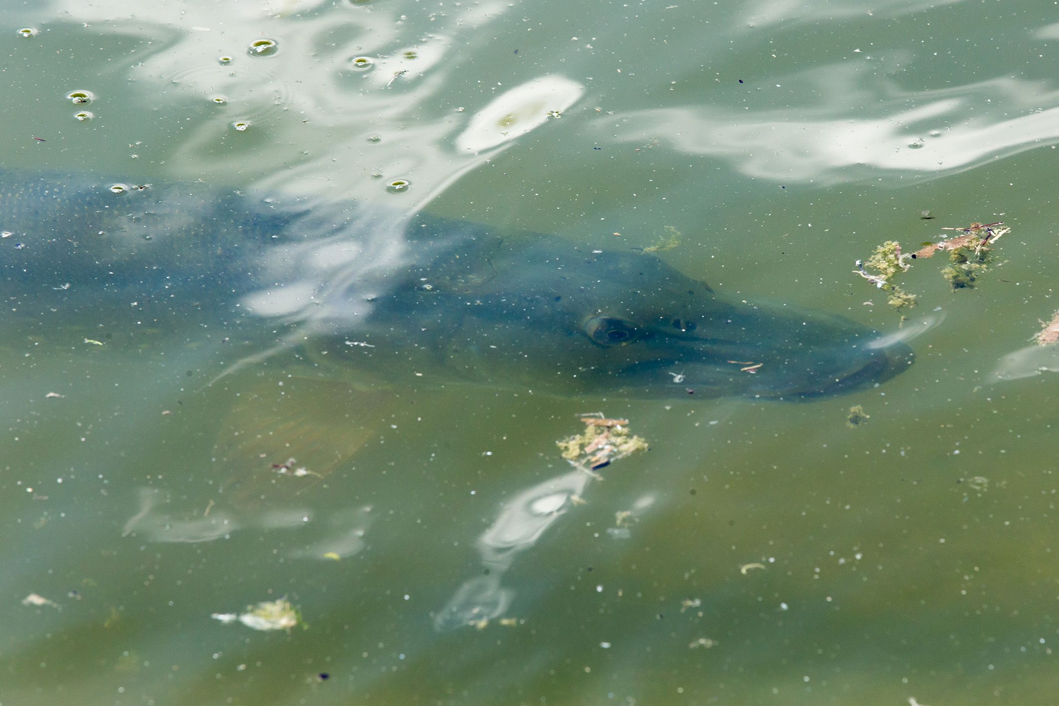 Kapitale Hechte schwimmen im Weiher.