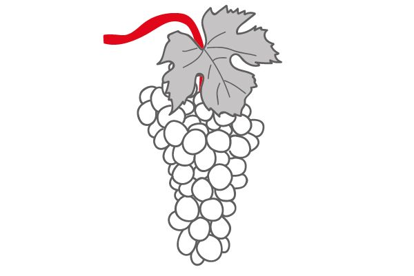 Grafik: Weinreben