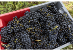 Fotografie: Dunkle Weintrauben-Reben in einer Kiste