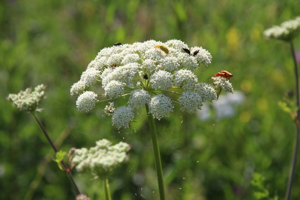 Keilsteiner Hang - Insekten