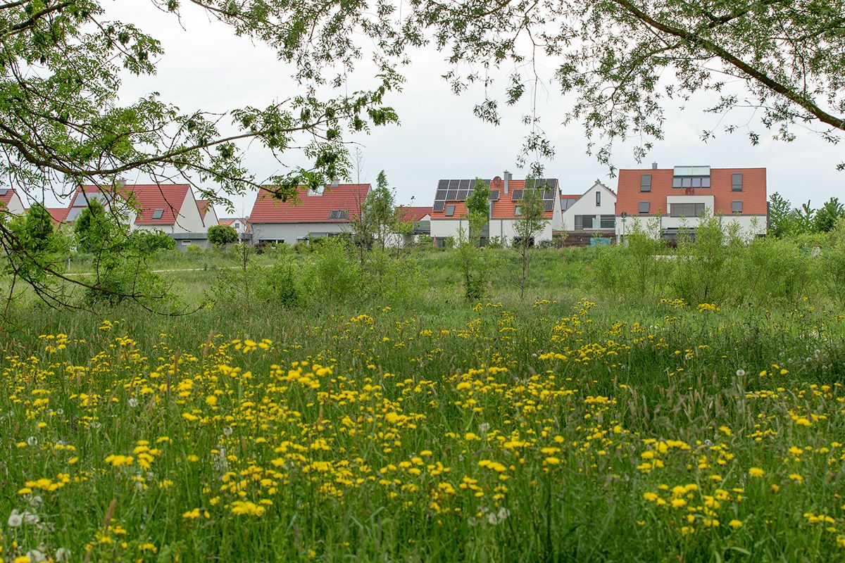 Fotografie - im Vordergrund eine blühende Wiese, dahinter erste Häuser des Stadtteils Burgwienting-Harting