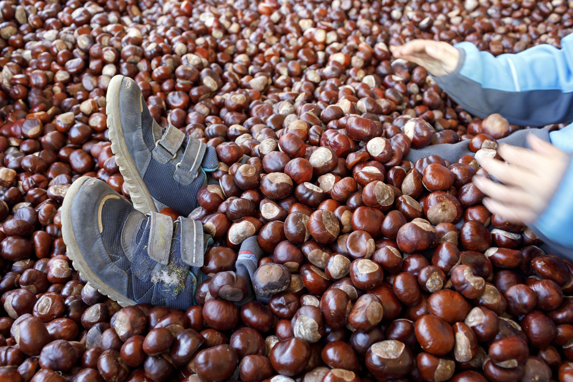 Fotografie: Kinderfüße und -hände ragen aus einem Haufen Kastanien.