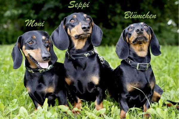 Fotografie: Dackeltrio Moni, Seppi und Blümchen