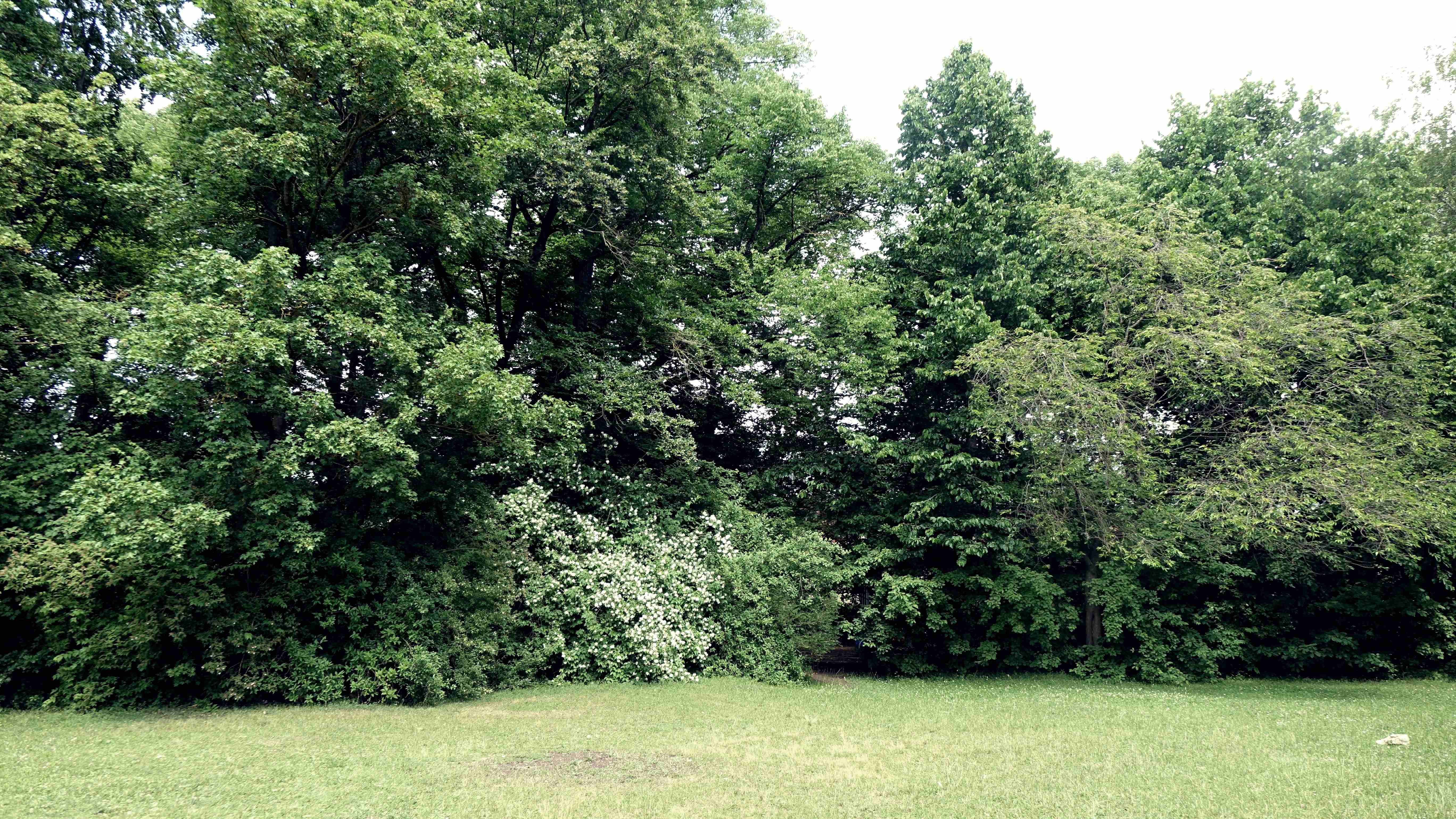 Auf dem Foto sind Bäume und eine Wiese zu sehen.