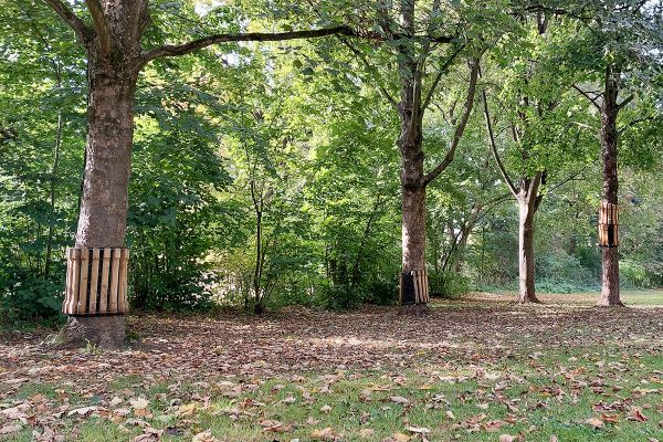 Bäume mit Holzschutz in Slackline-Parks