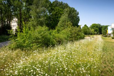 Fotografie: Wald und Wiesen im Brixen-Park