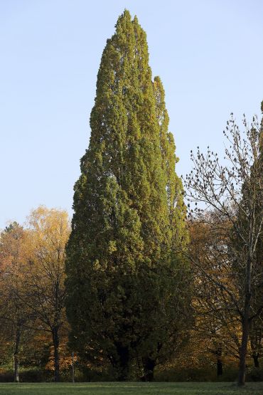 Fotografie: Pyramideneiche