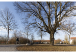 Fotografie: Sternförmig laufen alle Wege auf den „Dorfplatz“ zu.