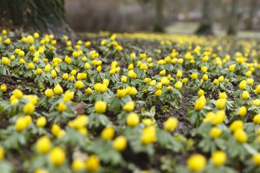Fotografie: Winterlinge