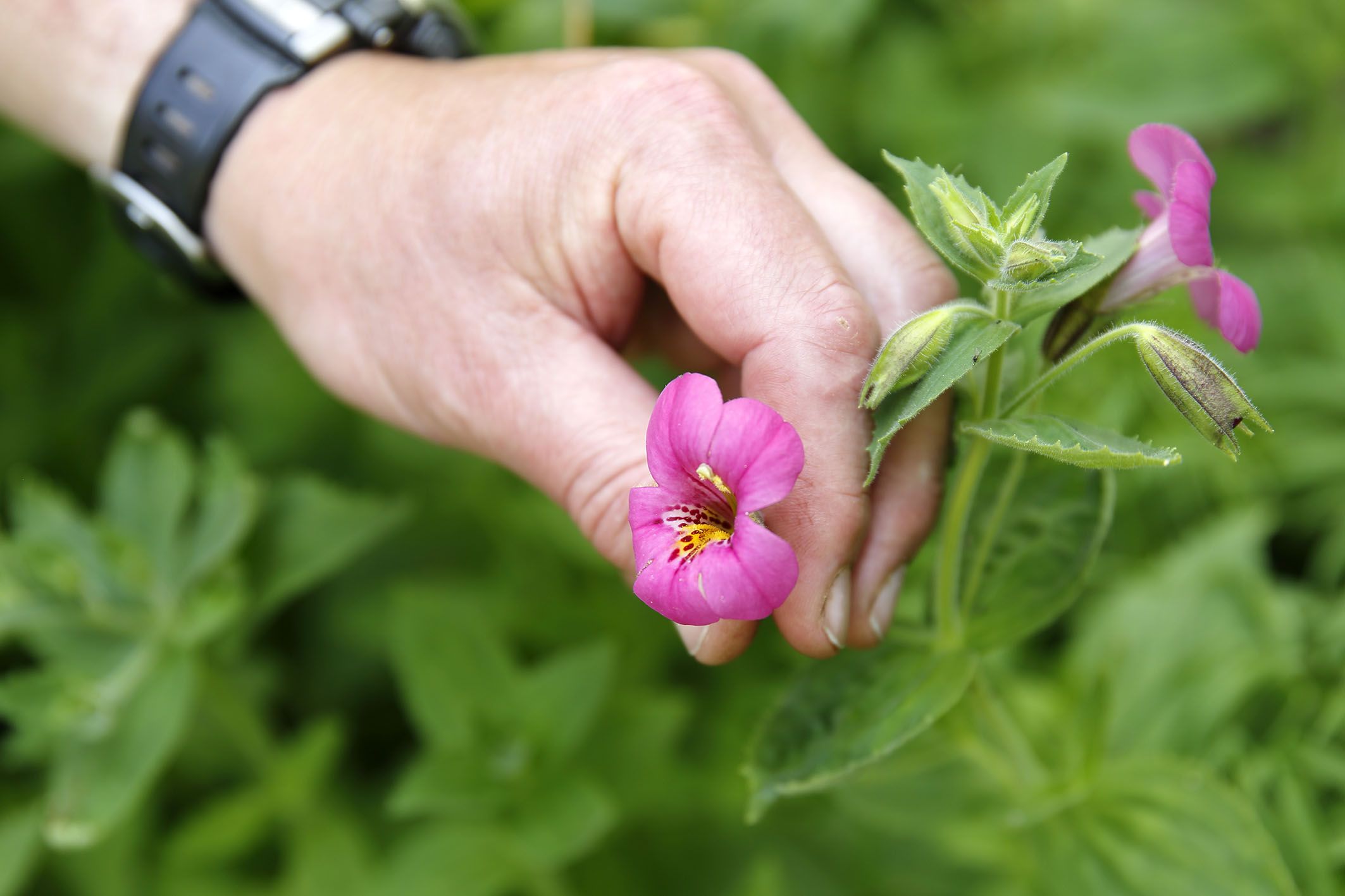Fotografie: Eine Hand zeigt eine Gauklerblume.
