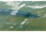 Kapitale Hechte schwimmen im Weiher.