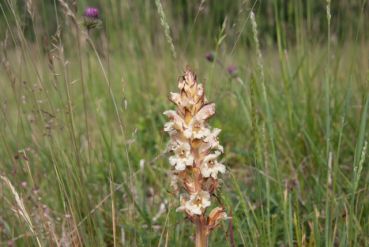 Fotografie: Thymian-Sommerwurz