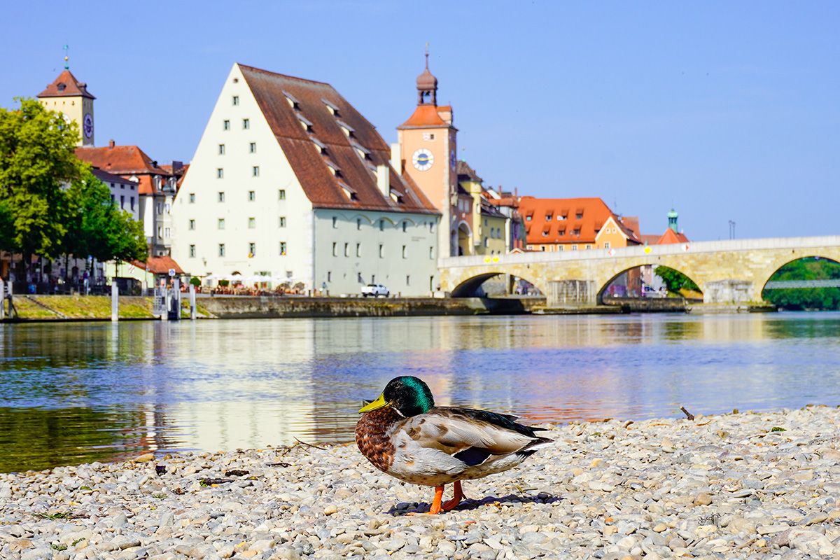 Fotografie - Blick von einer Sandbank über die Donau auf den Salzstadl und die Steinerne Brücke in Regensburg, im Vordergrund eine Ente.