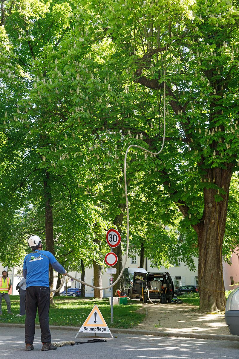 Fotografie: Das Seil der Eichhörnchenbrücke wurde bereits auf einer Seite befestigt.